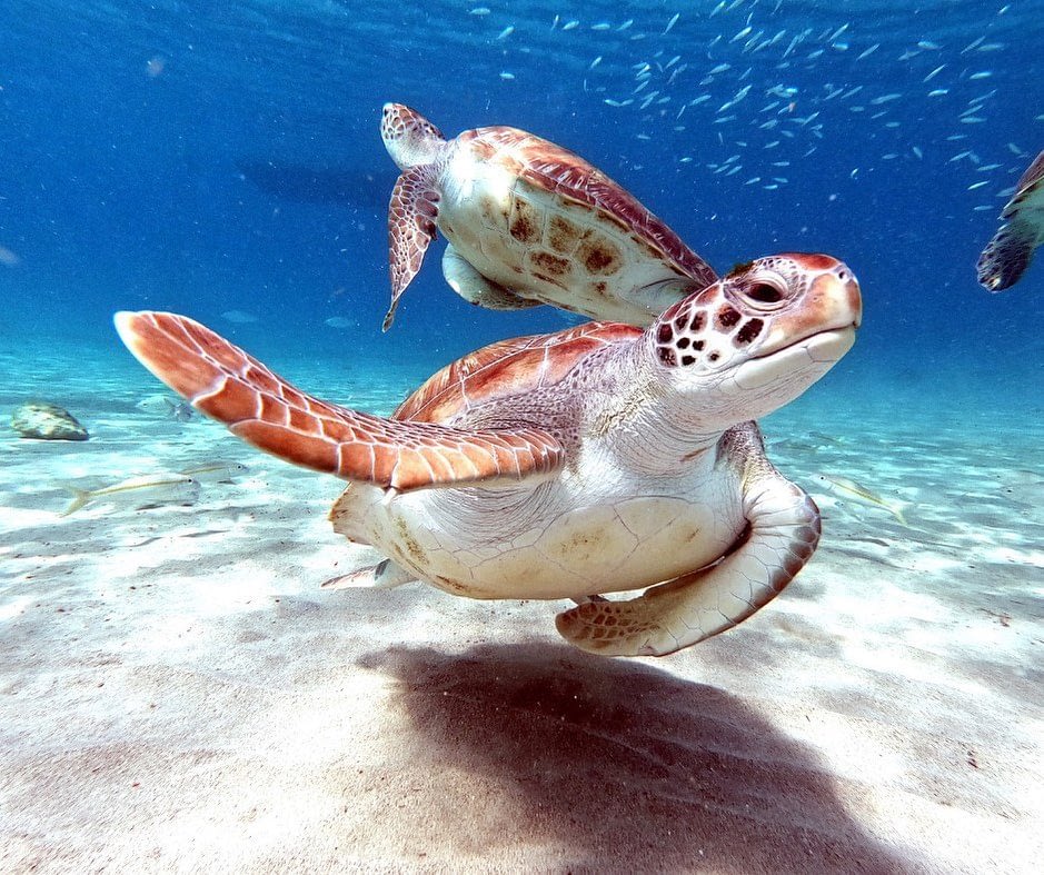 Caretta Sea Turtles