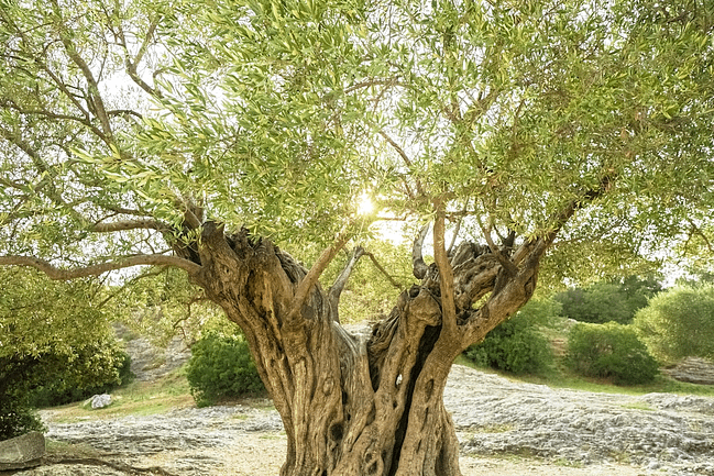 Olive Tree, Olive Harvesting Kefalonia, Kefalonia private villa