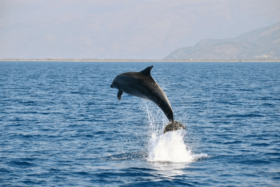 Dolphins in Kefalonia - Kefalonia Summer Holidays - Amari Villa be an image of ocean